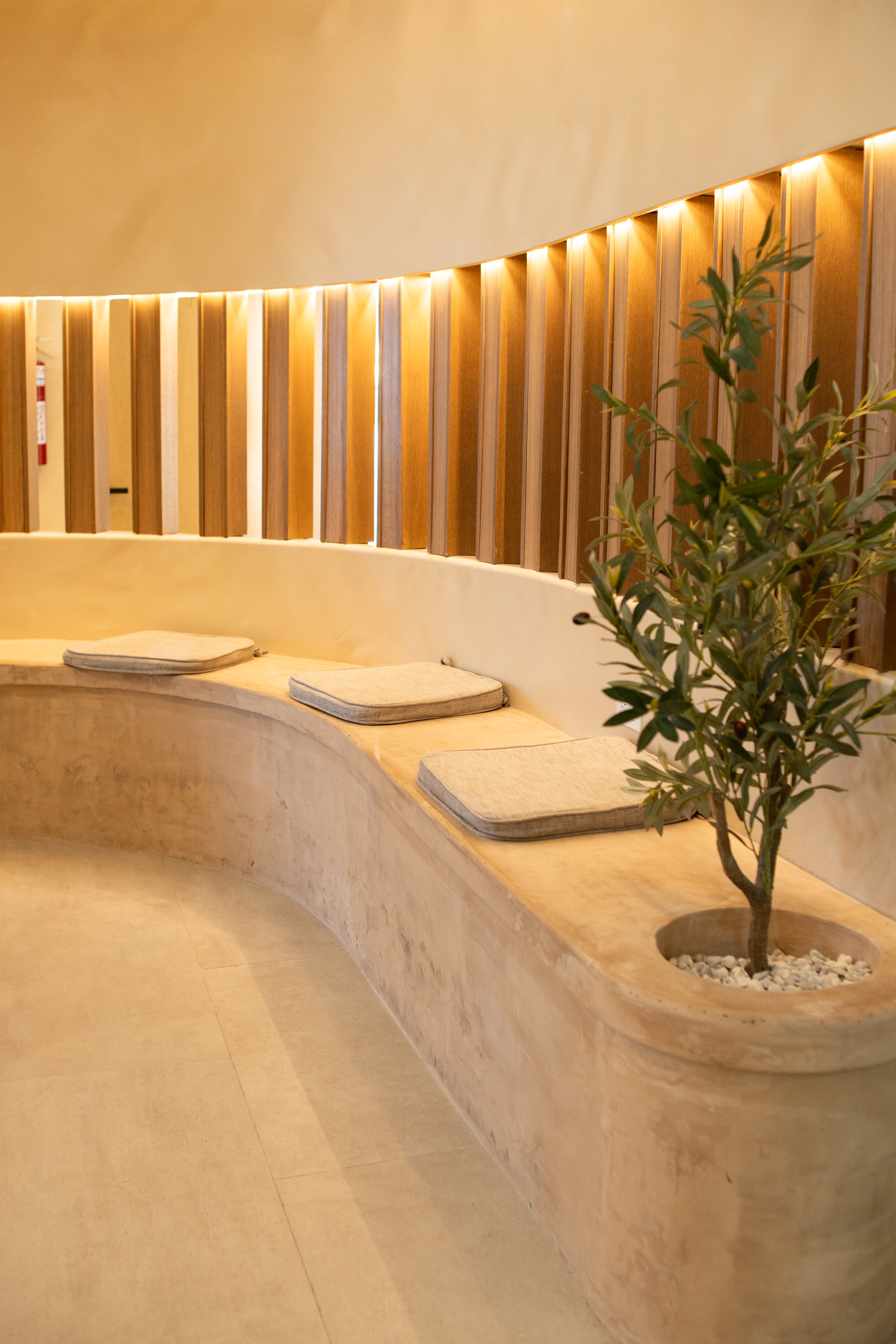 Allure Dental waiting room with a curved travertine bench, slatted wood feature wall, and an olive tree